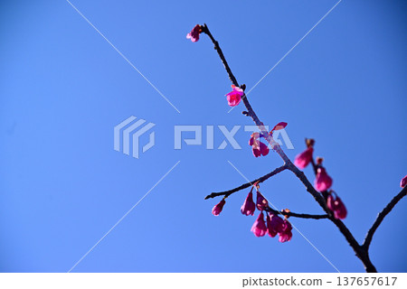 The bright red Kanhizakura cherry blossoms 137657617