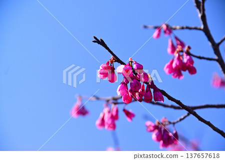 The bright red Kanhizakura cherry blossoms 137657618