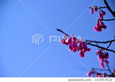The bright red Kanhizakura cherry blossoms 137657619
