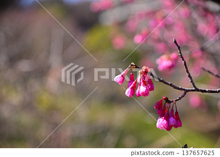 The bright red Kanhizakura cherry blossoms 137657625