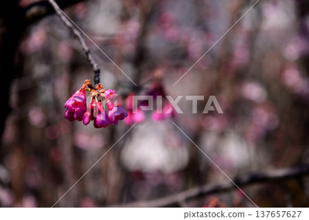 The bright red Kanhizakura cherry blossoms 137657627