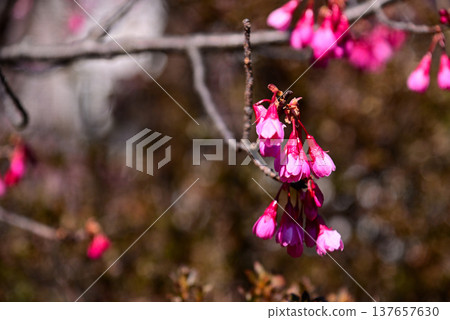 The bright red Kanhizakura cherry blossoms The bright red Kanhizakura cherry blossoms 137657630