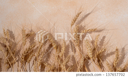 Wheat ears on a beige background. Dried wheat stalks with shadow top view Wheat ears on a beige background. Dried wheat stalks with shadow top view 137657702