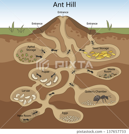 Ant Hill Structure Diagram structure diagram 137657733