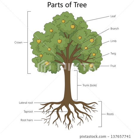Parts of a Tree Diagram with Labeled Structure 137657741