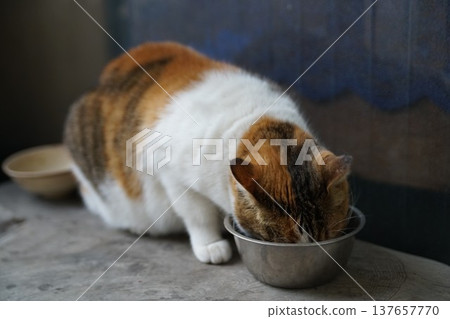 邁克貓 137657770