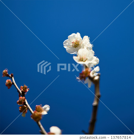 發光在藍天的白色李子 發光在藍天的白色李子 137657814