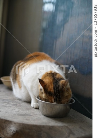邁克貓 邁克貓 137657938