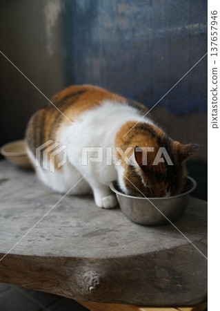Mike cat Mike cat 137657946