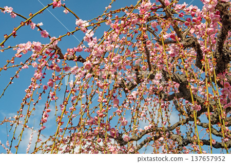 Pink weeping plums that shine in the blue sky Pink weeping plums that shine in the blue sky 137657952