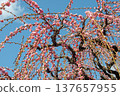 Pink weeping plums that shine in the blue sky 137657955