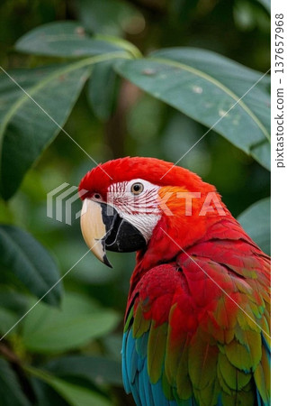 色彩艳丽的金刚鹦鹉特写 色彩艳丽的金刚鹦鹉特写 137657968