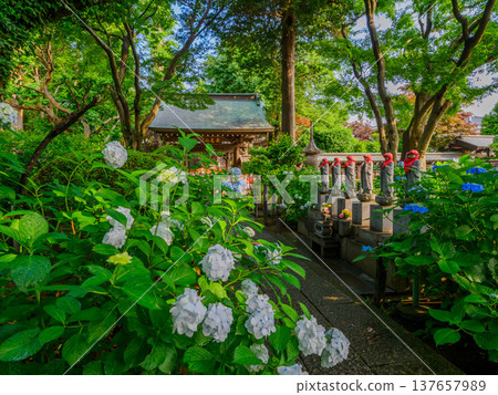 [Hydrangea Temple] Hydrangeas in full bloom shining after the rain at Myorakuji Temple in Kawasaki 137657989