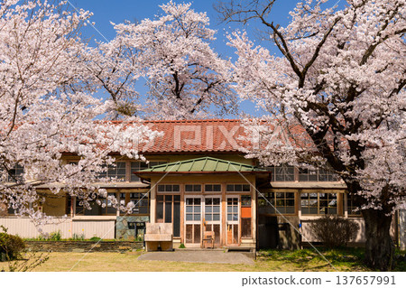 [Wooden school building and cherry blossoms] Cherry blossoms in full bloom and a blue sky at the former Ogawa Elementary School Shimosato Branch in Saitama. 137657991