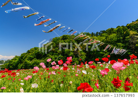 [Children's Day] Poppies in full bloom and carp streamers at Kurihama Flower Park in Yokosuka. 137657993