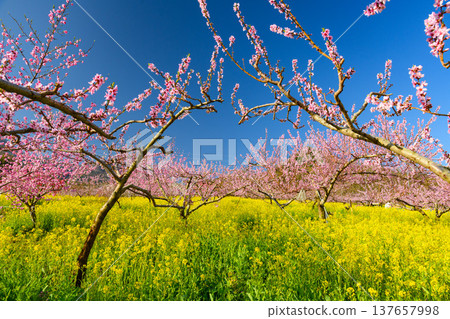 A field of fully bloomed peach blossoms and a blue sky in Fuefuki Peach Blossom Village, Yamanashi Prefecture. 137657998