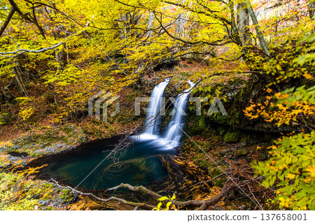 [Yamanashi Prefecture, Fujiyoshida City] Kaneyama Falls and Katsura River enveloped in autumn colors, November 137658001