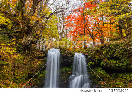 [Yamanashi Prefecture, Fujiyoshida City] Kaneyama Falls and Katsura River enveloped in autumn colors, November 137658005