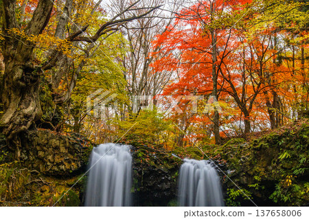 [Yamanashi Prefecture, Fujiyoshida City] Kaneyama Falls and Katsura River enveloped in autumn colors, November 137658006