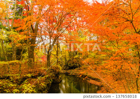 [Yamanashi Prefecture, Fujiyoshida City] Kaneyama Falls and Katsura River enveloped in autumn colors, November 137658018
