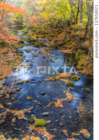 [Yamanashi Prefecture, Fujiyoshida City] Kaneyama Falls and Katsura River enveloped in autumn colors, November 137658021