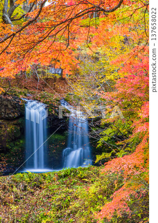 【山梨縣富士吉田市】十一月，金山瀑布和桂川被秋色籠罩。 137658022