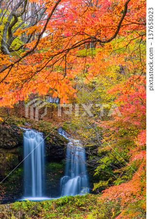 【山梨縣富士吉田市】十一月，金山瀑布和桂川被秋色籠罩。 137658023