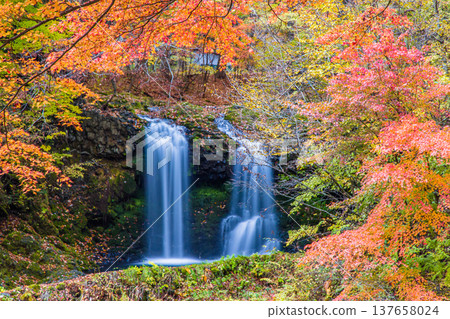 【山梨縣富士吉田市】十一月，金山瀑布和桂川被秋色籠罩。 137658024