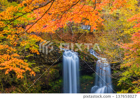 [Yamanashi Prefecture, Fujiyoshida City] Kaneyama Falls and Katsura River enveloped in autumn colors, November 137658027