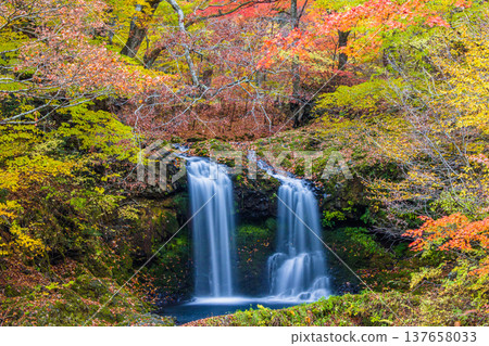 [Yamanashi Prefecture, Fujiyoshida City] Kaneyama Falls and Katsura River enveloped in autumn colors, November 137658033