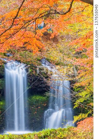 [Yamanashi Prefecture, Fujiyoshida City] Kaneyama Falls and Katsura River enveloped in autumn colors, November 137658040