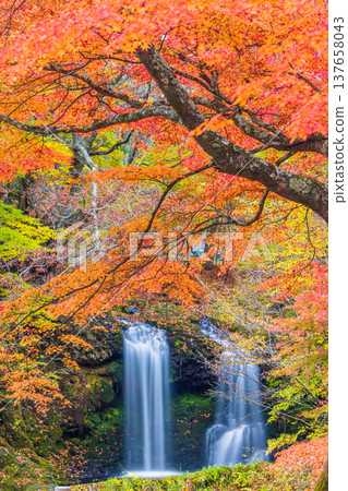 [Yamanashi Prefecture, Fujiyoshida City] Kaneyama Falls and Katsura River enveloped in autumn colors, November 137658043