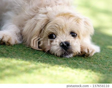 A puppy staring while lying face down A puppy staring while lying face down 137658110