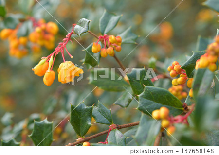 Darwin's barberry flowers in bloom at Parc Monceau in Paris, early March 2026. Darwin's barberry flowers in bloom at Parc Monceau in Paris, early March 2026. 137658148