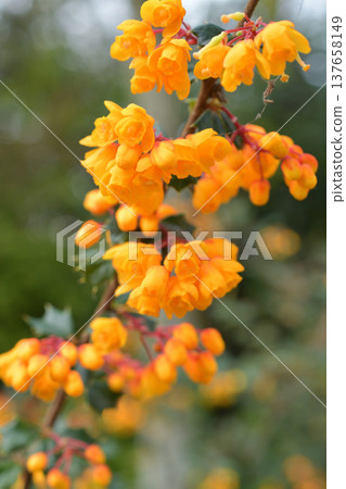 Darwin's barberry flowers in bloom at Parc Monceau in Paris, early March 2026. Darwin's barberry flowers in bloom at Parc Monceau in Paris, early March 2026. 137658149