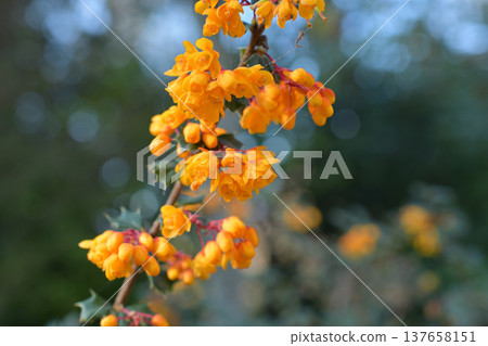 Darwin's barberry flowers in bloom at Parc Monceau in Paris, early March 2026. 137658151