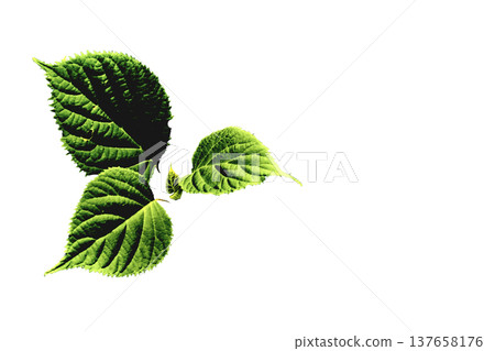 Three green leaves on white for decoration 137658176