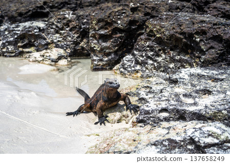Marine iguana resting on rocks at Tortuga Bay beach, Galapagos, Ecuador 137658249