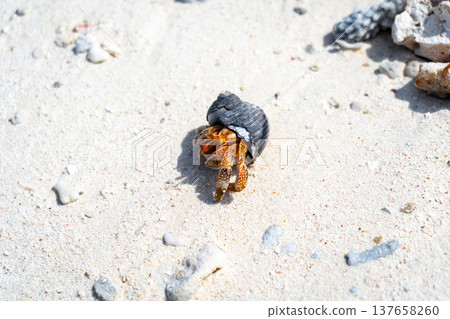 Hermit crab on a white sand beach in Maupiti, French Polynesia 137658260