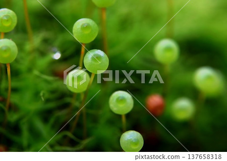 Tama-chan from Satoyama 137658318