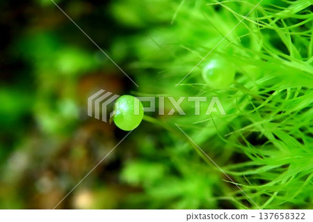 來自里山的Tama-chan 來自里山的Tama-chan 137658322