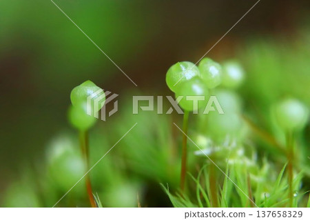 Tama-chan from Satoyama 137658329