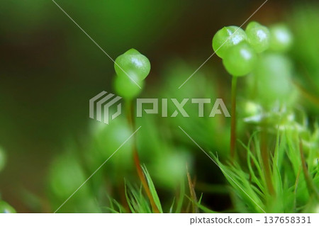 Tama-chan from Satoyama 137658331