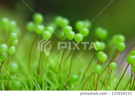 Tama-chan from Satoyama 137658333