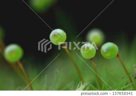 Tama-chan from Satoyama 137658341