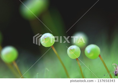 Tama-chan from Satoyama 137658343