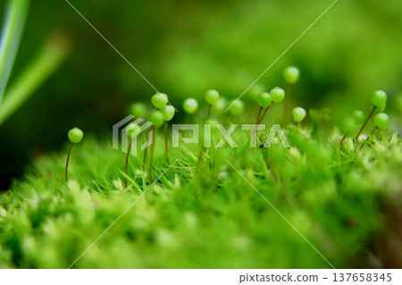 來自里山的Tama-chan 來自里山的Tama-chan 137658345