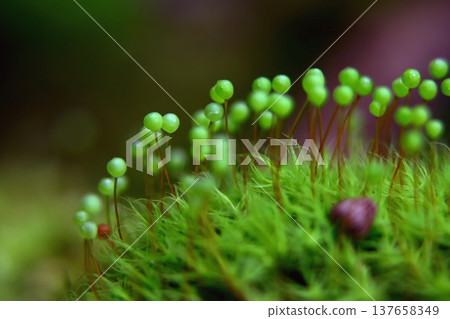 Tama-chan from Satoyama 137658349