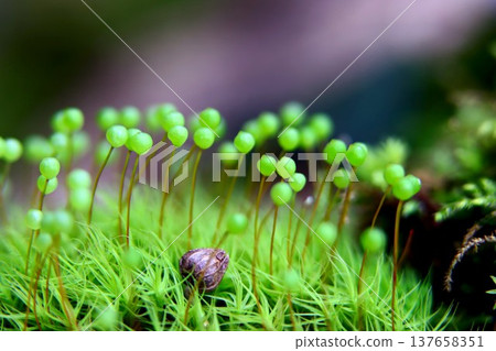 Tama-chan from Satoyama 137658351