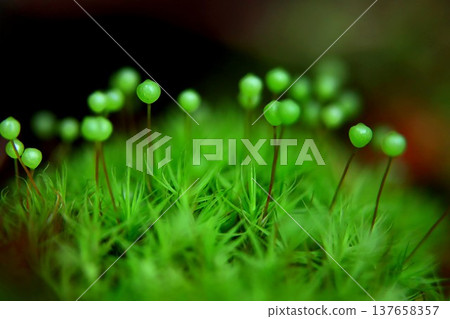 Tama-chan from Satoyama 137658357